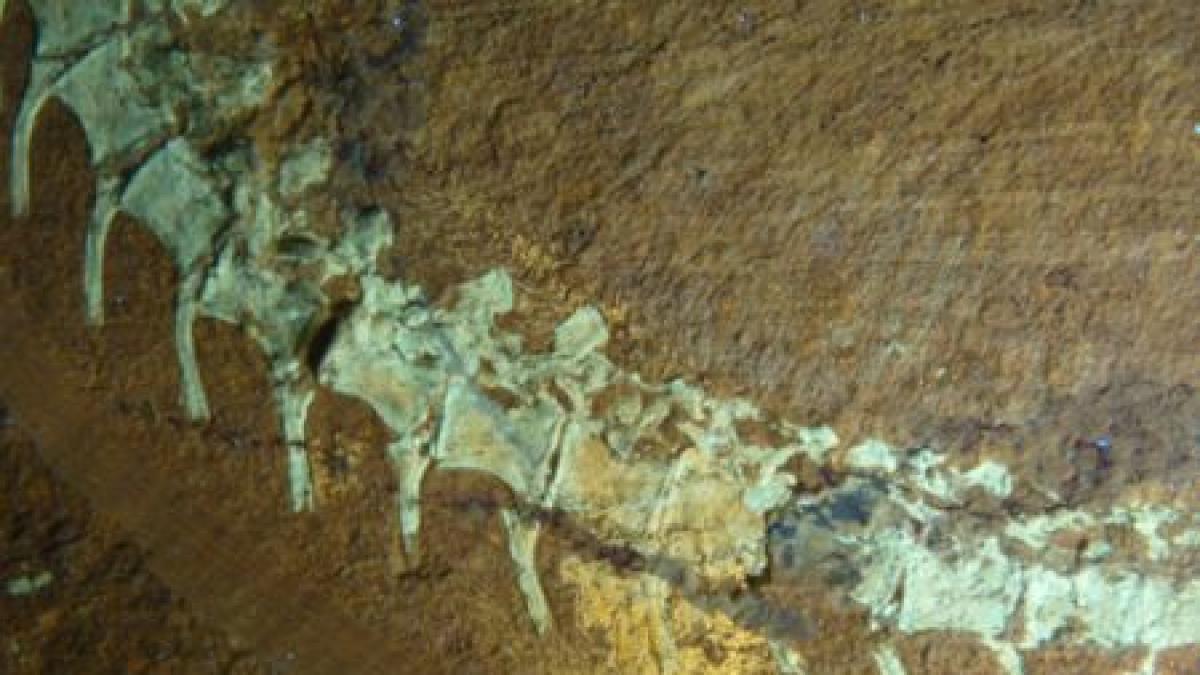 descoperirea uimitoare facuta in germania creaturile preistorice cu pene