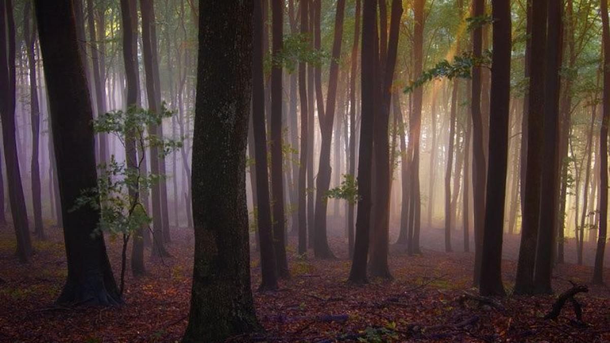 padurile ireale ale romaniei frumusetile naturale ale tarii noastre uimesc internetul