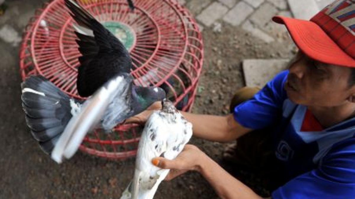 stare de urgenta nationala in mexic din cauza unei epidemii de gripa aviara