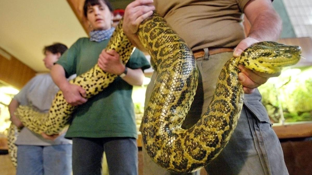 anaconda de bistrita un sarpe urias i a incremenit pe bistriteni