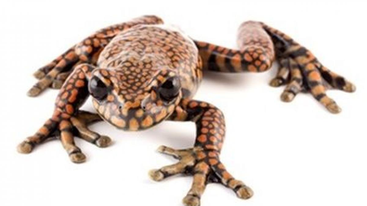 broscoiul care nu mai trebuie sarutat pentru ca este deja print o intreaga specie botezata cu un