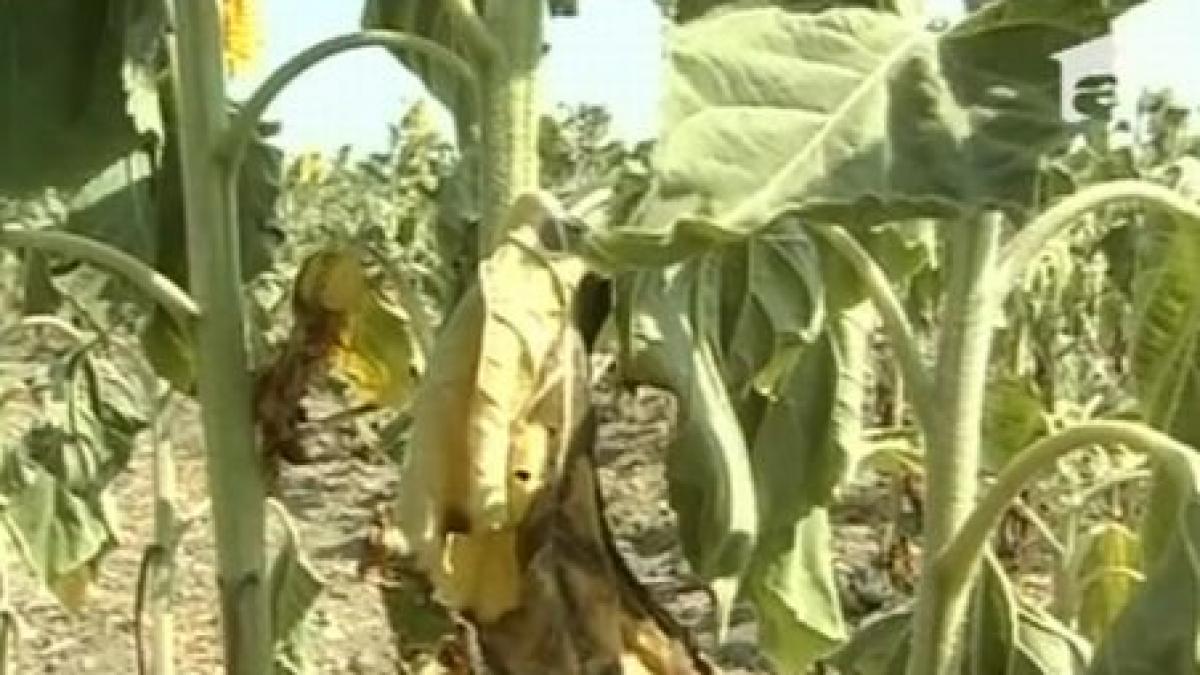 canicula parjoleste ogoarele culturile de grau porumb si floarea soarelui in pericol