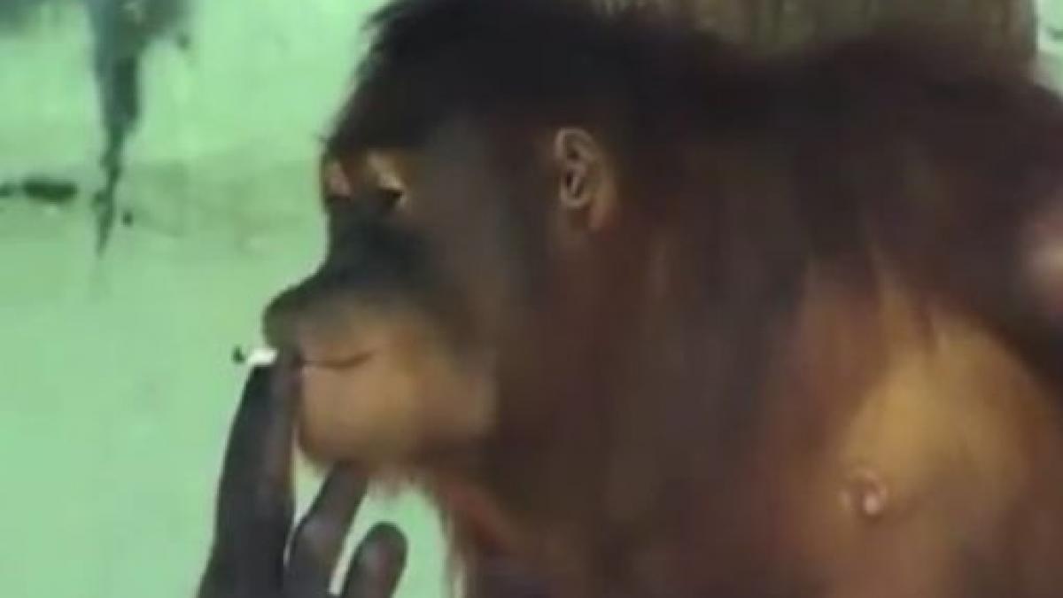 el este urangutanul care fumeaza ca un turc trage cu sete din orice tigara pana ajunge la filtru