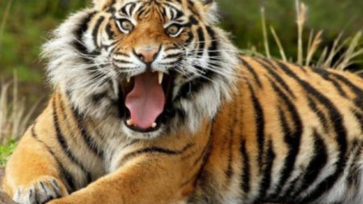 a fost sfasiat de tigri la gradina zoologica tanarul a fost gasit fara suflare in cusca animalelor