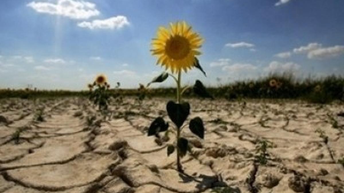 va fi foamete mare in tara daca nu ploua fermierii cer decretarea starii de calamitate in