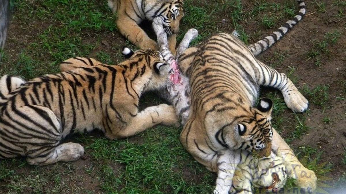 imaginile sfasietoare surprinse intr o gradina zoo nimeni nu a prevazut atacul socant al tigrilor