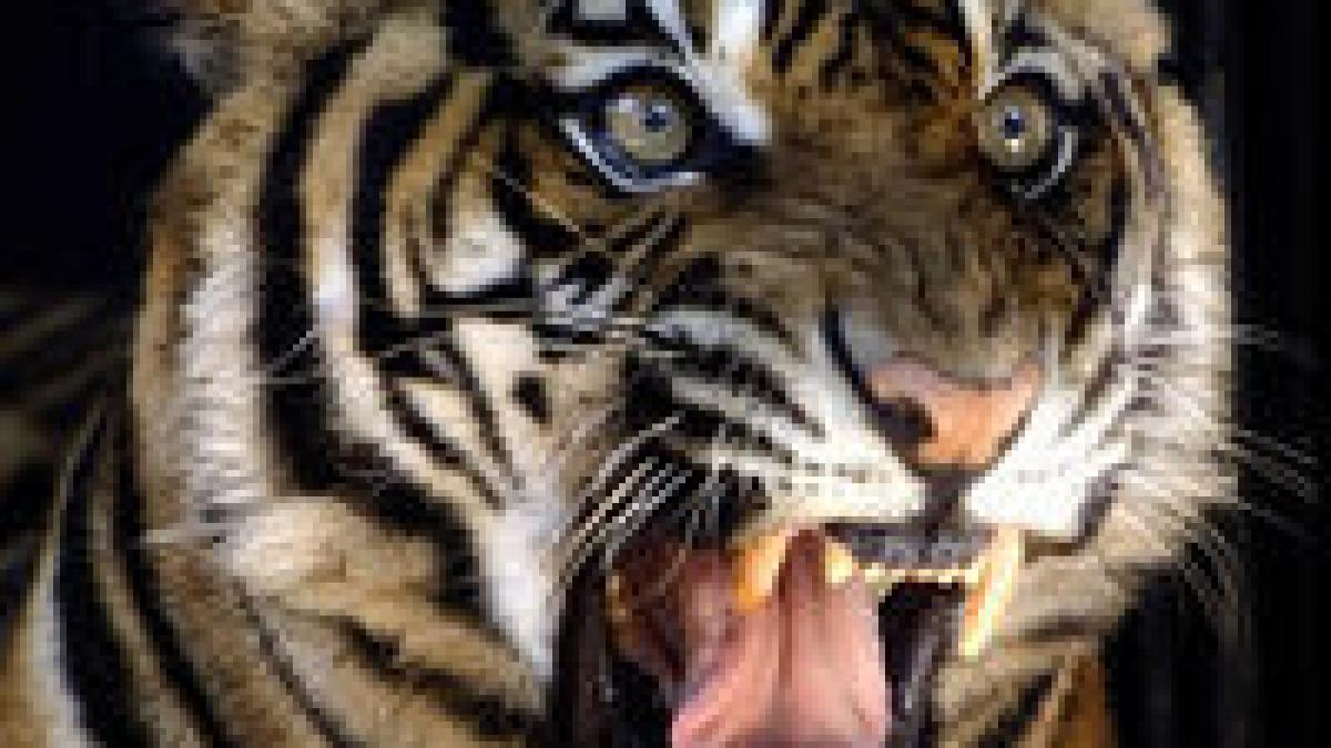 un tigru de circ si a facut nevoile pe spectatorii vip