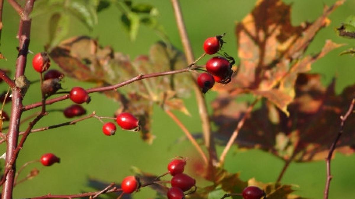 vara nu este doar anotimpul gratarelor si concediilor nutritionstii recomanda fructe pe saturate