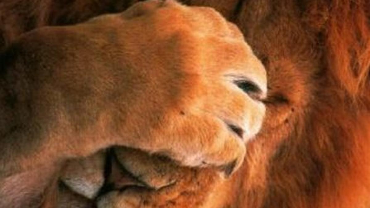 ecologia maladiilor distrugerea naturii dezlantuie cele mai grave boli infectioase