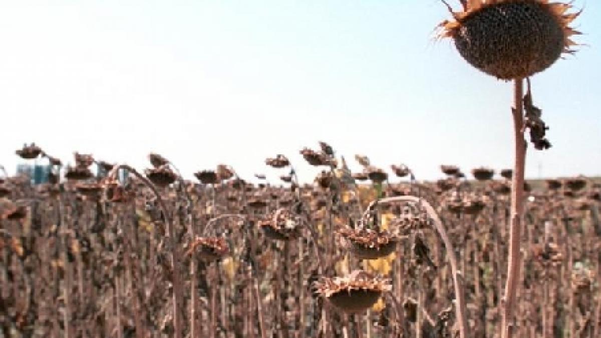 ne apropiem de o catastrofa in agricultura vom manca legume si cereale numai de import