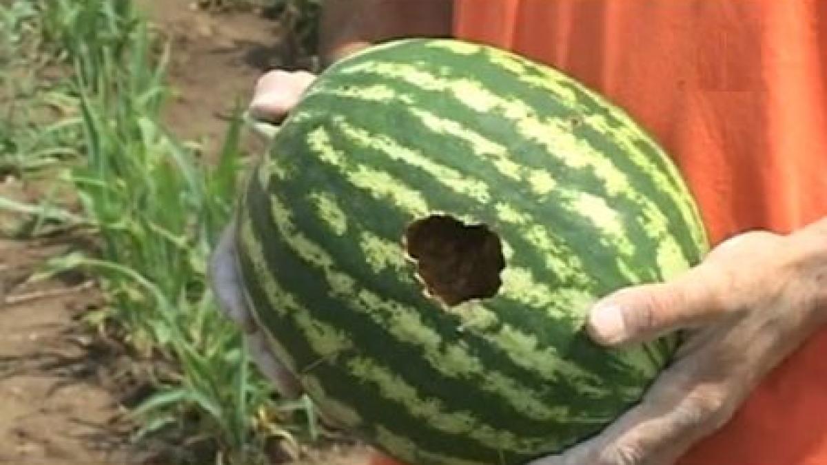 ciorile au atacat pepenii cum se explica gestul pasarilor