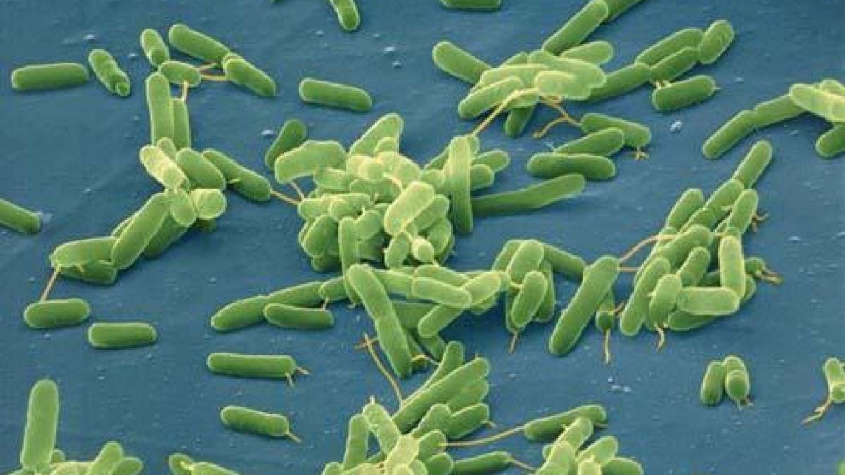 il bagi in gura ta in fiecare dimineata dar este cel mai murdar si periculos obiect din casa ta