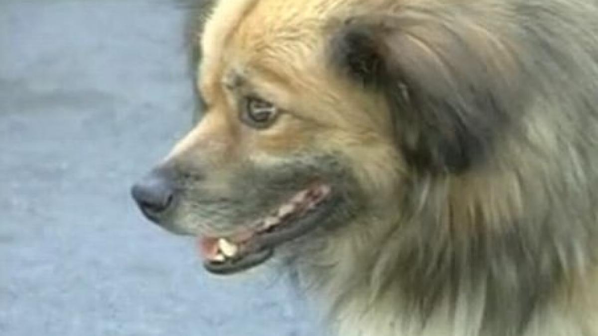 criza de vaccin antirabic in toata tara o muscatura de animal poate fi fatala