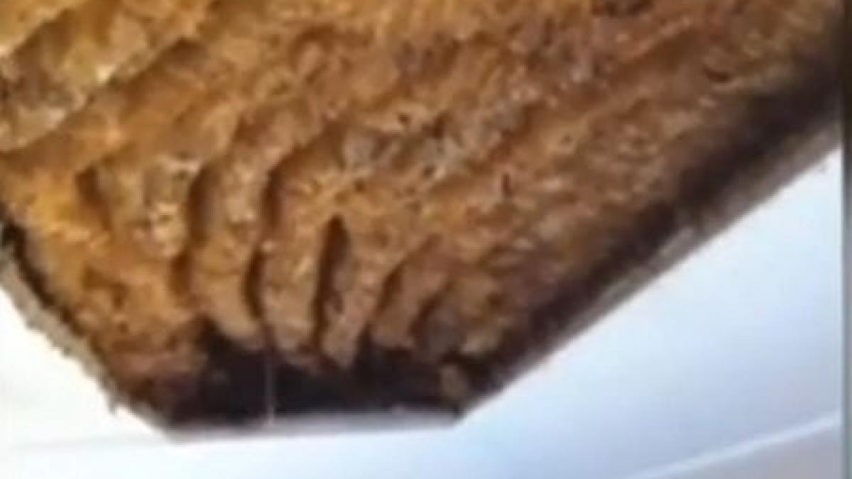 pericolul dulce din tavanul casei descoperirea impresionanta care le ar fi putut deveni fatala