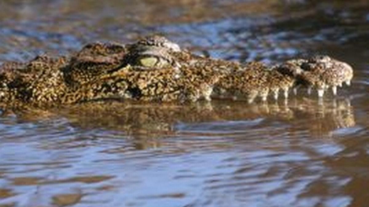 oaspetele nepoftit locuitorii din roman s au trezit cu un pui de crocodil in bazinul vechiului