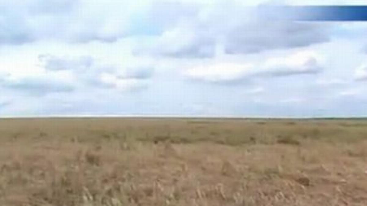 vremea rea compromite culturi pe mii de hectare unde nu a batut grindina seceta a facut ravagii