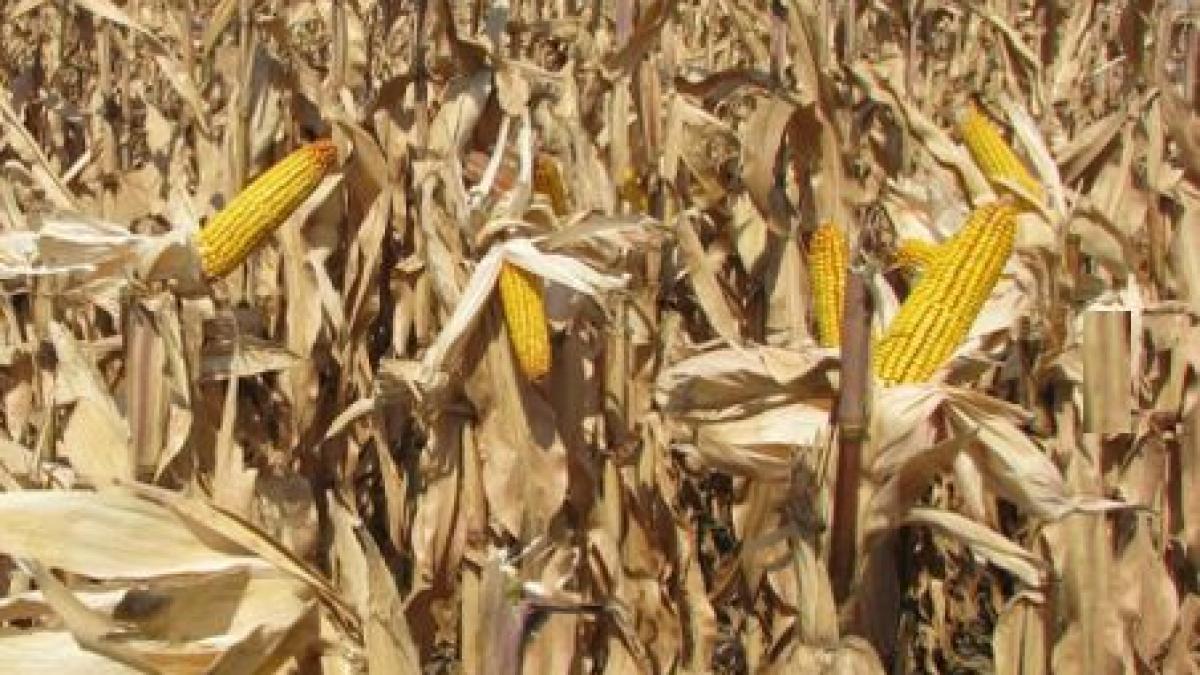 agricultura la pamant 80 din cultura de porumb din dolj este afectata de seceta iar un sfert