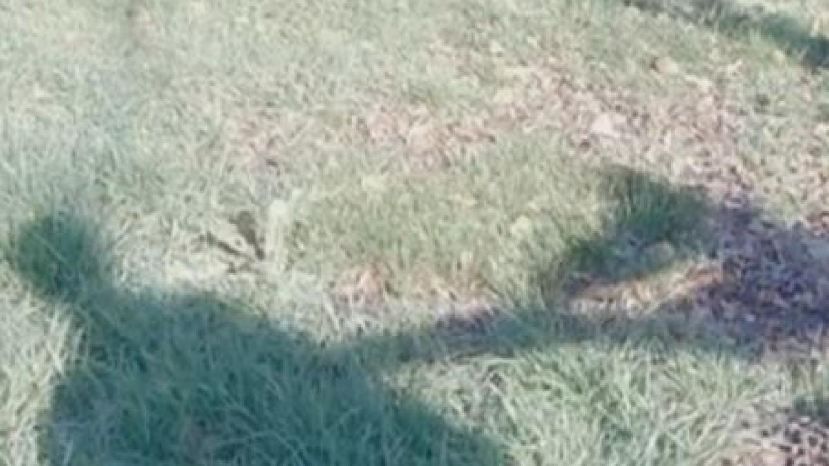 gelozia l a transformat in criminal un barbat din iasi si a ucis sotia cu o furca