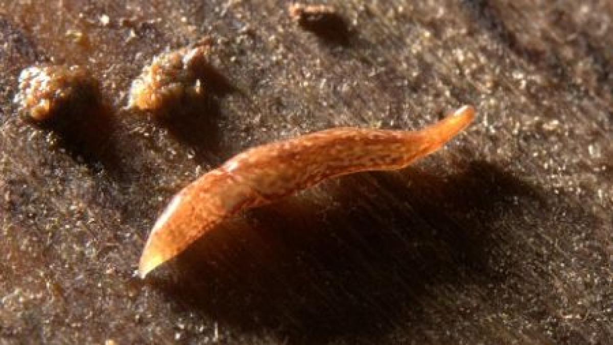 descoperirea surprinzatoare facuta de oamenii de stiinta noua forma de viata pare desprinsa din