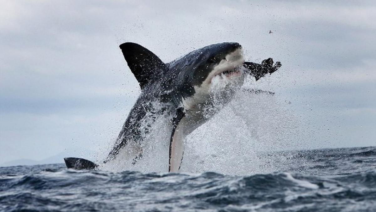 imaginea care iti taie respiratia l a lovit ghinionul in timp ce isi insfaca cina