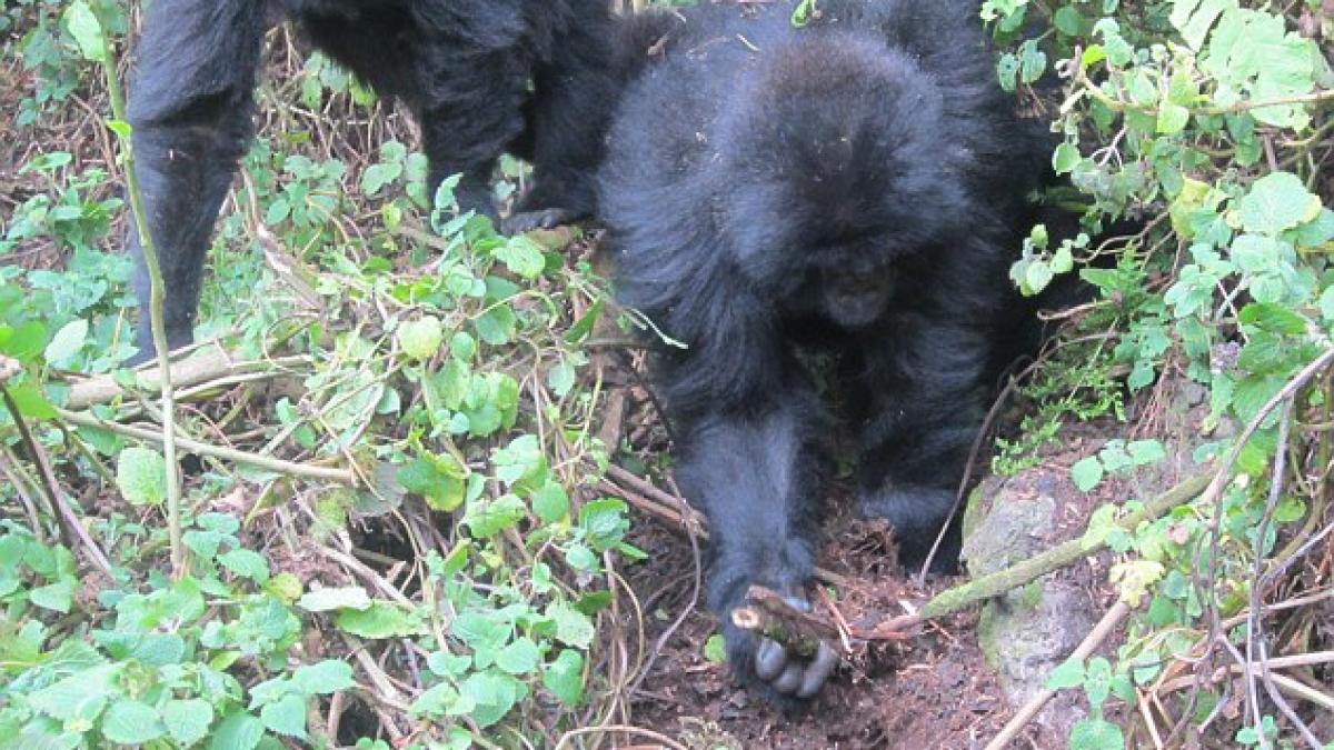 inteligenta surprinzatoare cum contribuie doua gorile la combaterea braconajului