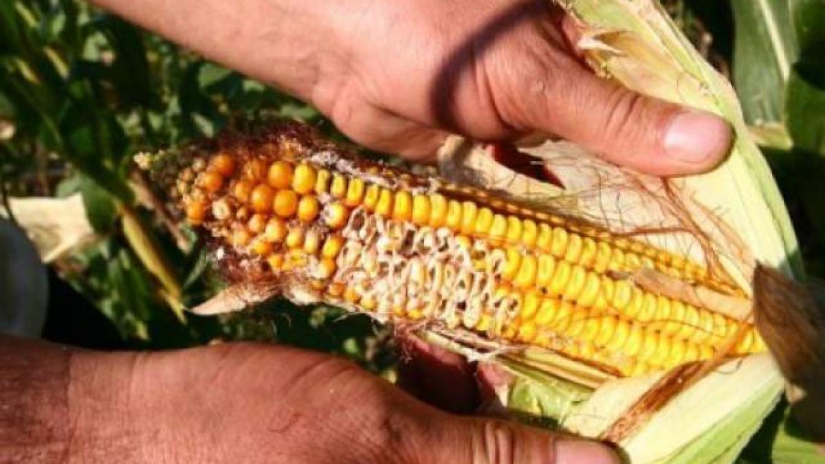 masuri speciale pentru salvarea agriculturii 70 din culturile de porumb si floarea au fost