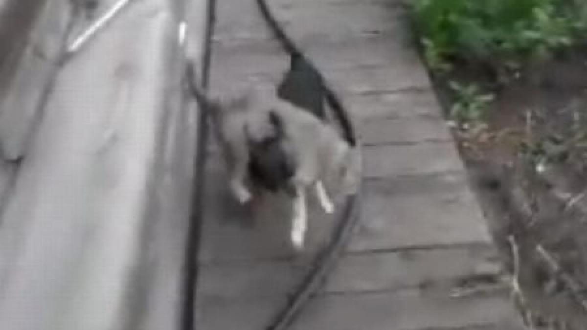 o prietenie cum n ai mai vazut acest film iti va inveseli ziua