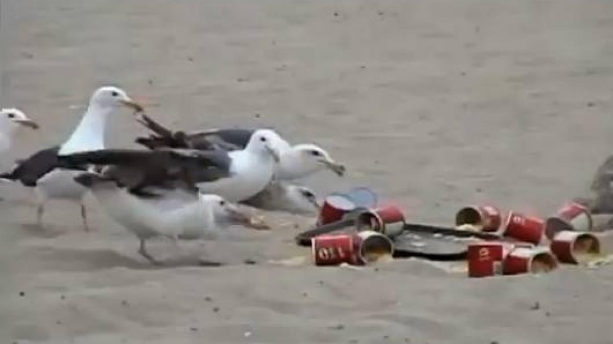 toti cei aflati pe plaja au fost atinsi de noroc laxative pentru pescarusi farsa de sezon