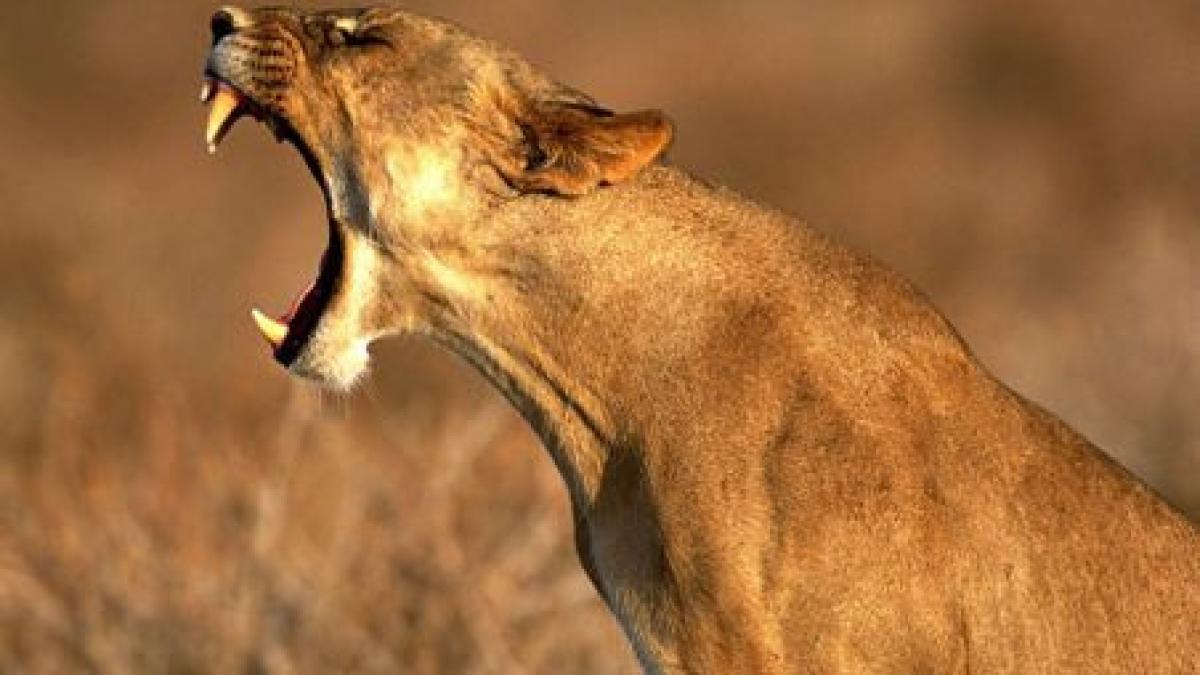 imagini incredibile vin din africa o leoaica pune la pamant un crocodil care le pusese gand rau