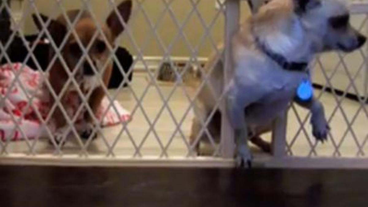 un nou viral pe internet vezi aici cum a reusit un chihuahua sa evadeze