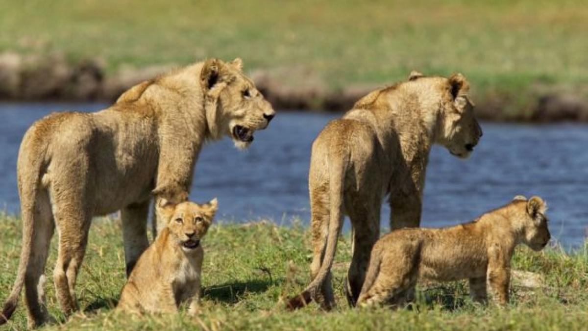 gestul pe care oameni ar trebui sa il invete de la aceasta leoaica ce a facut pentru a si salva puii