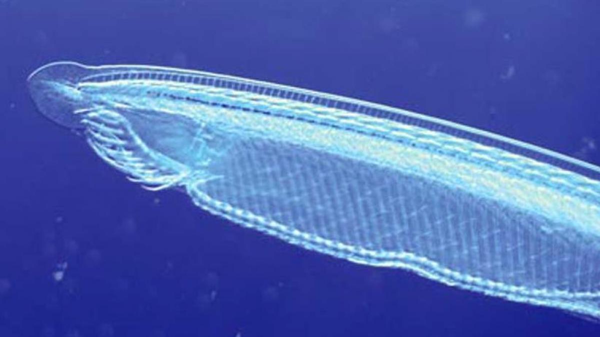 omul a aparut din greseala geneticienii au descifrat inca un mister din evolutia speciei umane