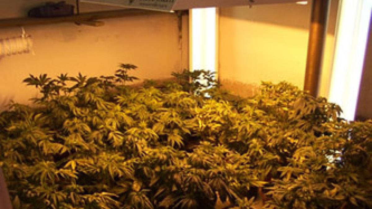 cluj un barbat a fost arestat preventiv dupa ce a infiintat o cultura de cannabis in subsolul casei