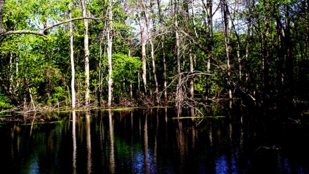 alabama o fetita de noua s a sacrificat pentru a si salva fratele mai mic de la inec