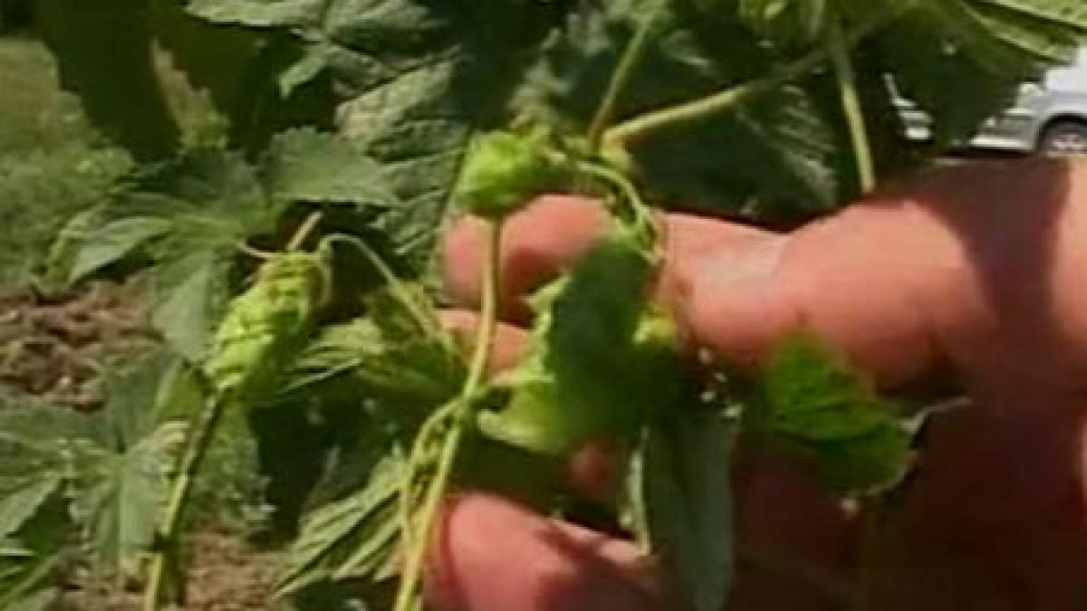bem bere romaneasca cu hamei strain in romania mai sunt doar patru cultivatori de hamei