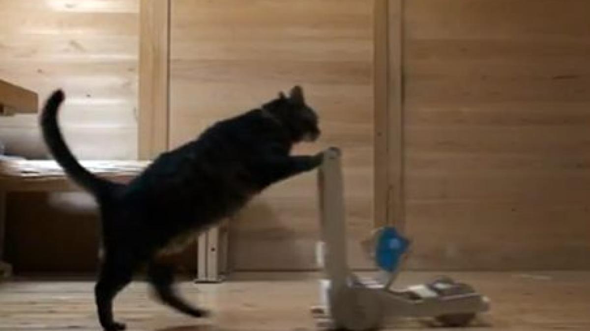 ai zambit astazi iata un clip de 12 secunde care a amuzat sute de mii de oameni