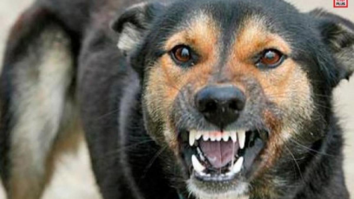 imunitate la rabie anticorpi rezistenti la turbare descoperiti la oamenii din amazonia