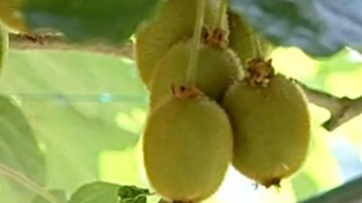 kiwi si banane de romania plantatia de fructe exotice poate deveni o afacere de succes pentru