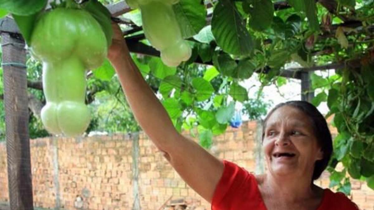 la noi cresc in copaci iar femeile merg la cules rautaciosii spun ca acesta este fructul care a