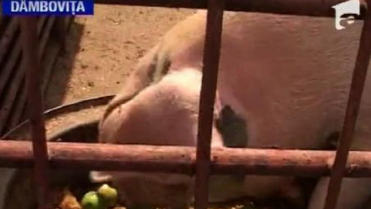 merele de voinesti au ajuns sa fie mancare pentru porci din cauza secetei