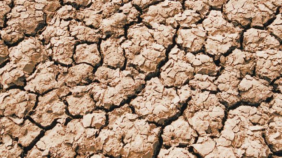 fenomenul care ii lasa in sapa de lemn pe agricultori de ce platim pret dublu pentru unele legume