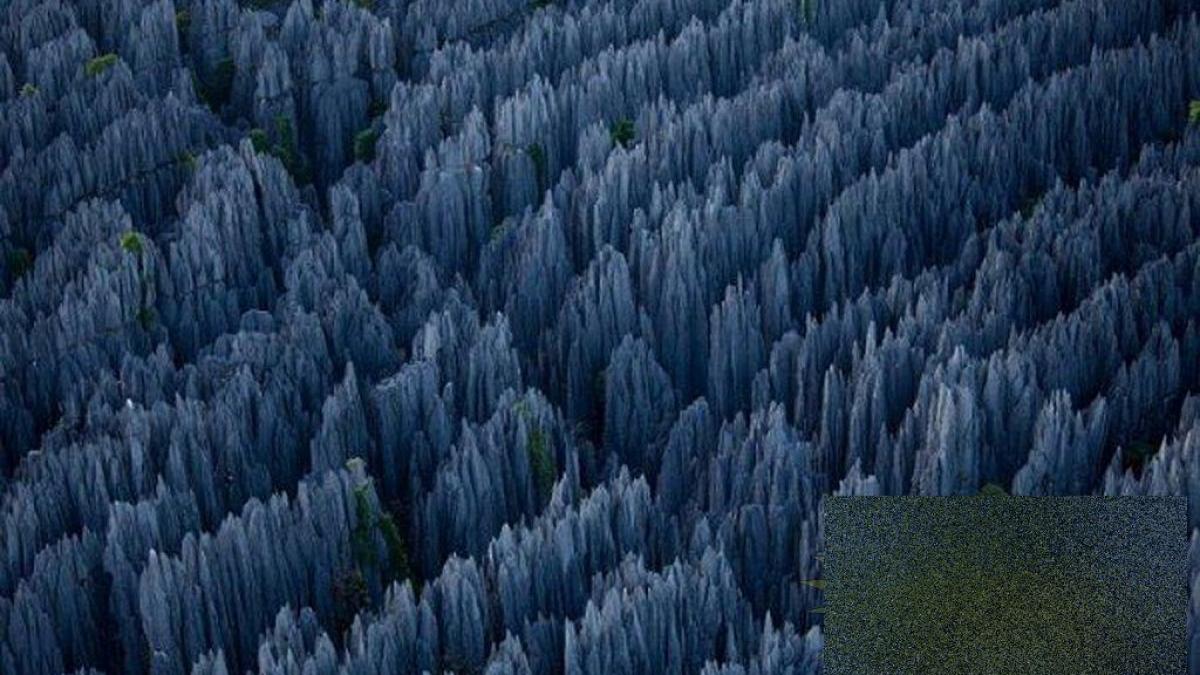 nu ai cum sa ramai indiferent la aceasta minune padurea pe care nu te ai fi gandit sa o vezi in