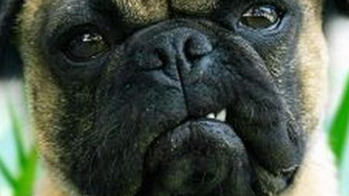 dovada ca prostia si rautatea se platesc scump cum si a incendiat un prahovean intreaga casa