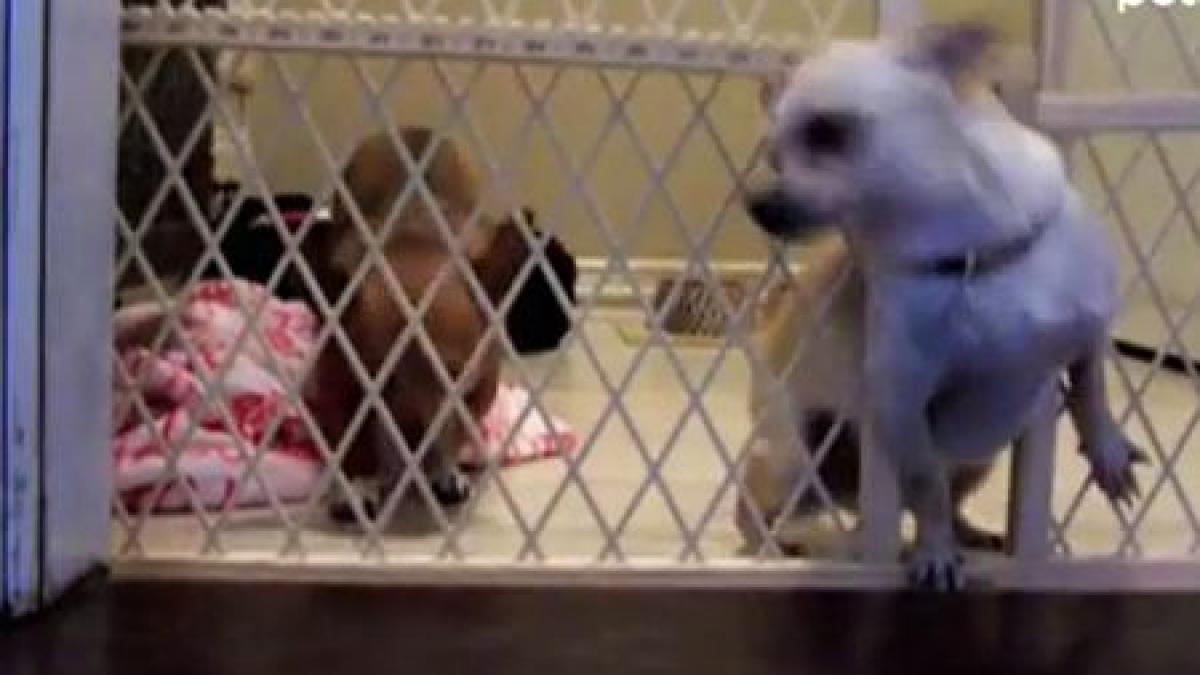 daca vrei poti ce a facut un catel pentru care libertatea era la o gratie distanta