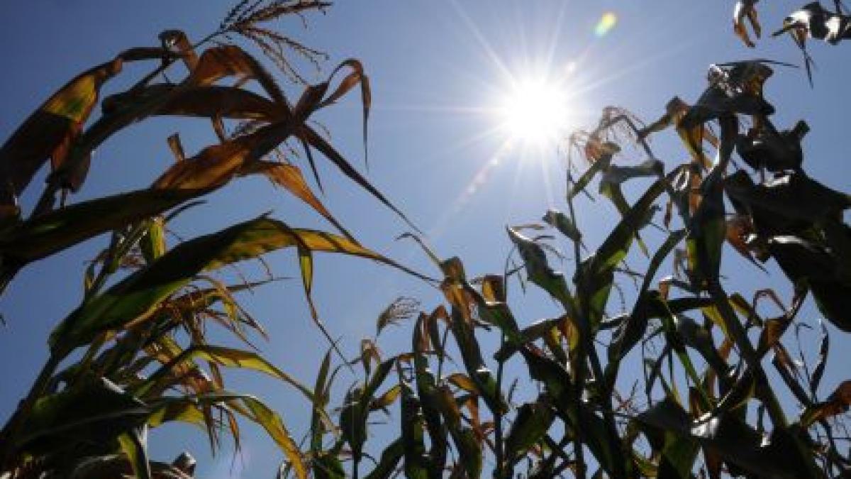 sua devastate de seceta pretul porumbului a explodat iar politicienii se tem de o noua criza