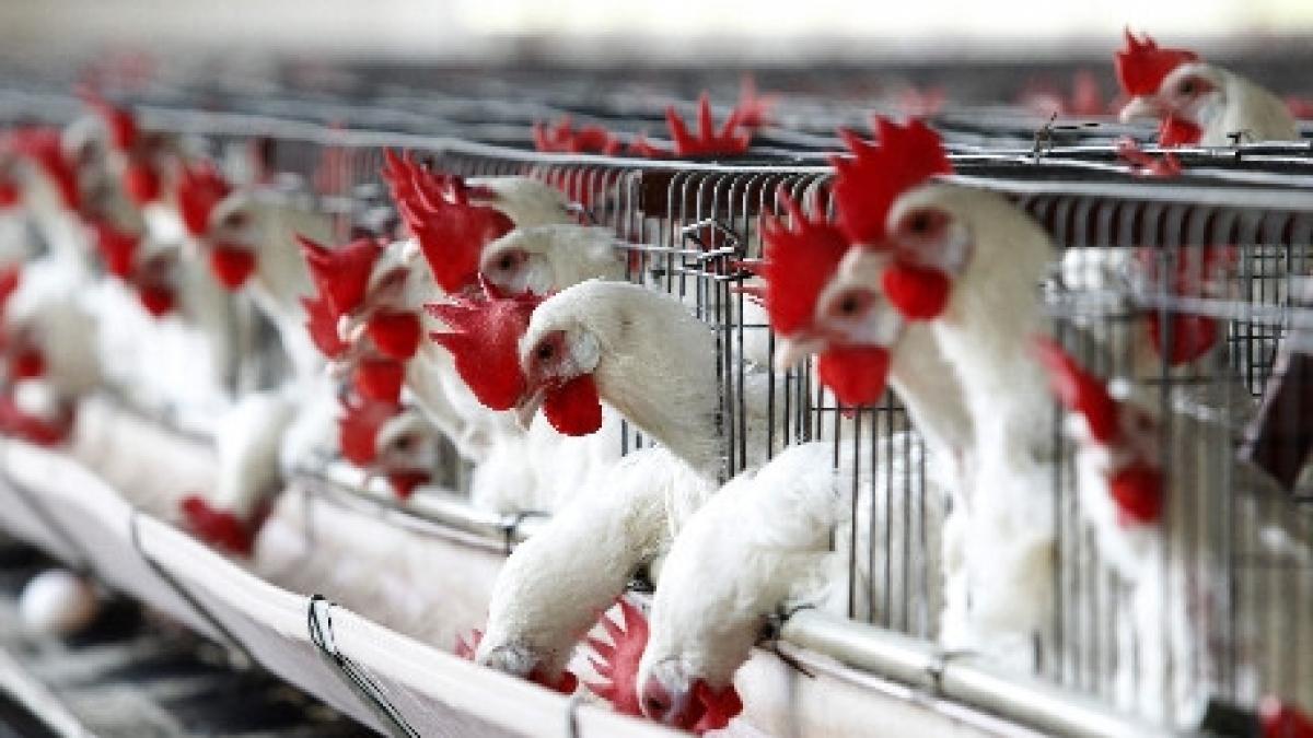 indonezia noua oameni au murit de gripa aviara de la inceputul anului