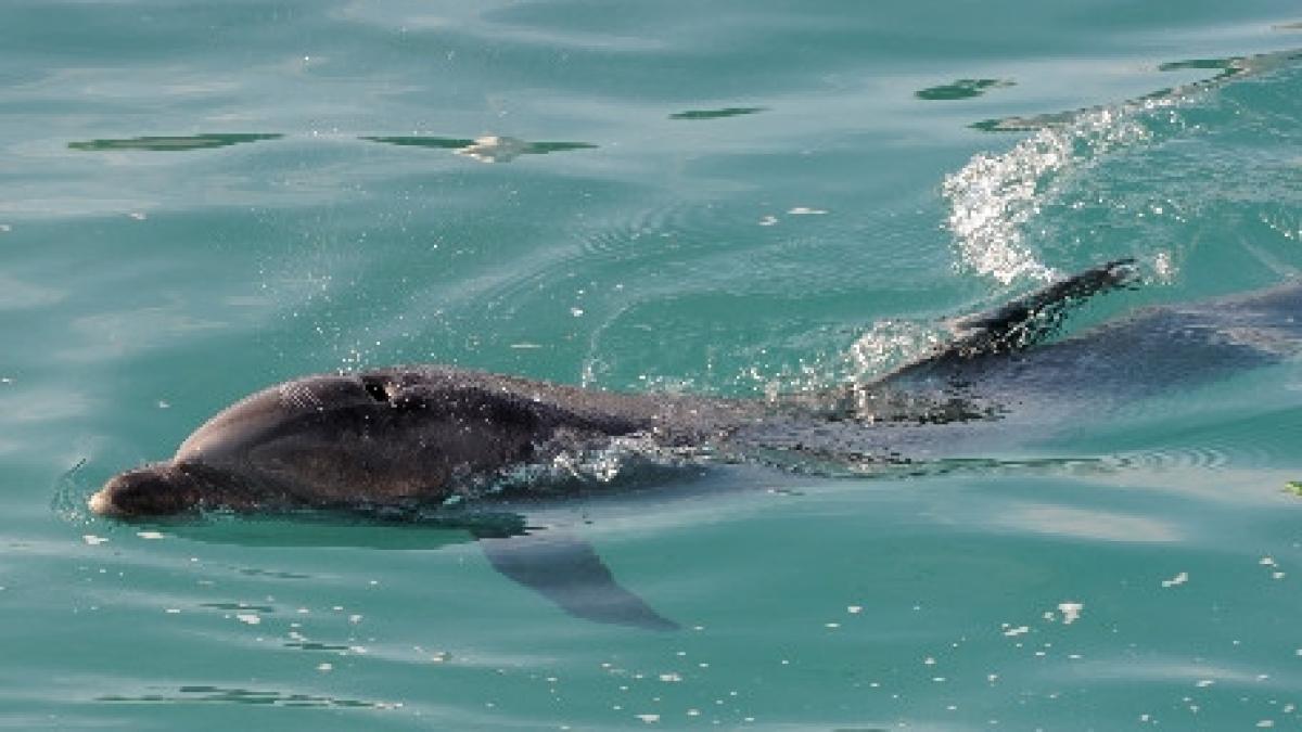 turistii de pe litoral au plecat de pe plaja si s au indreptat spre delfinariu si spre portul