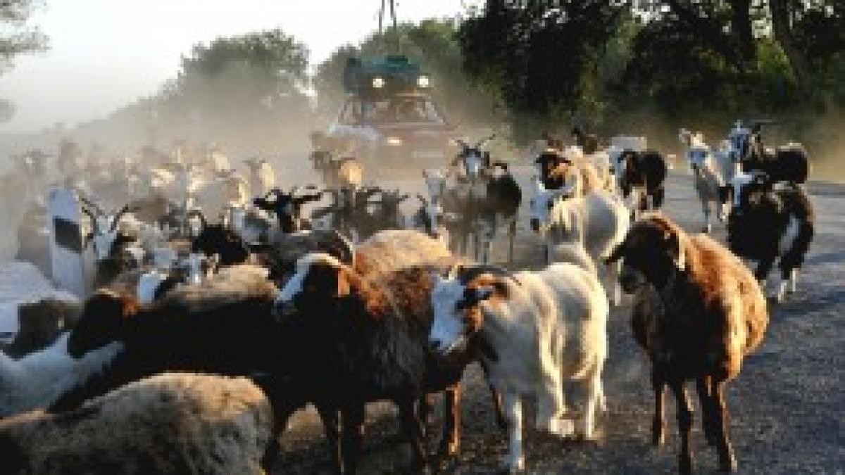 calatoria daciotilor continua uzbekistan magarusi iurte bani schimbati la negru