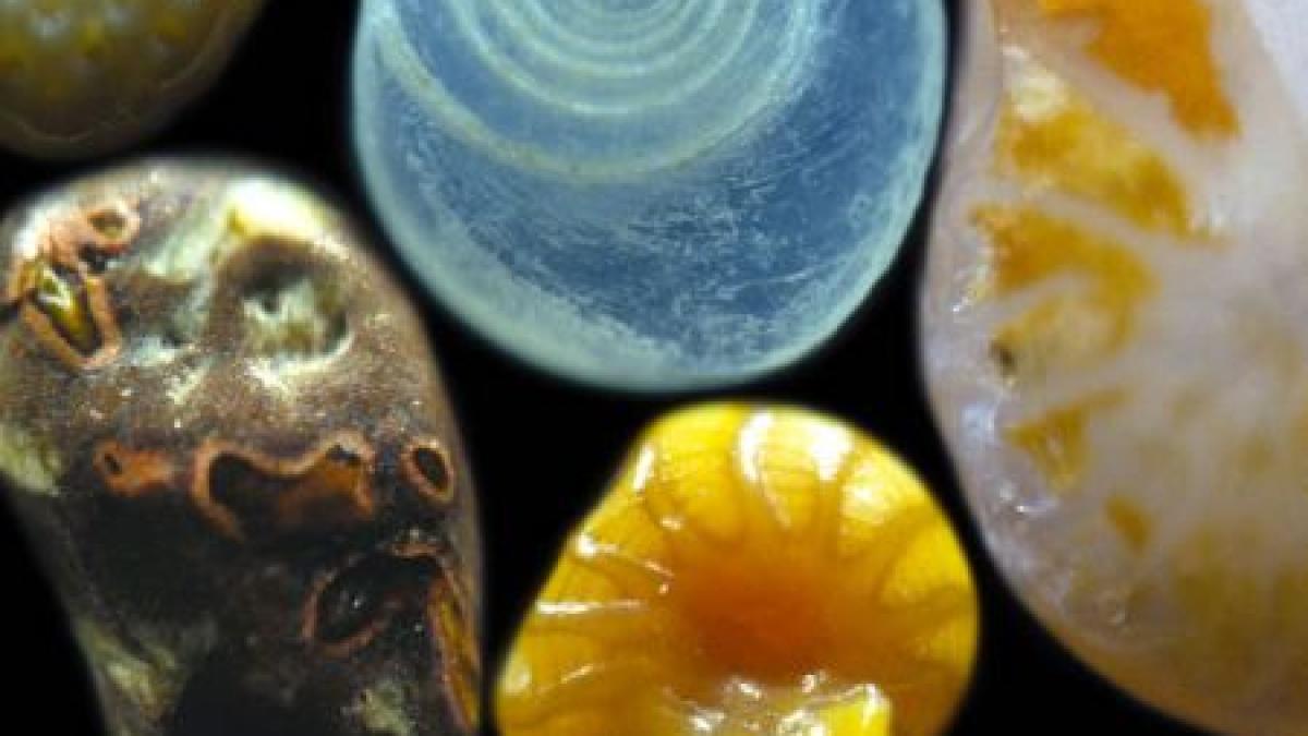 cand stiinta intalneste arta cum arata nisipul la microscop