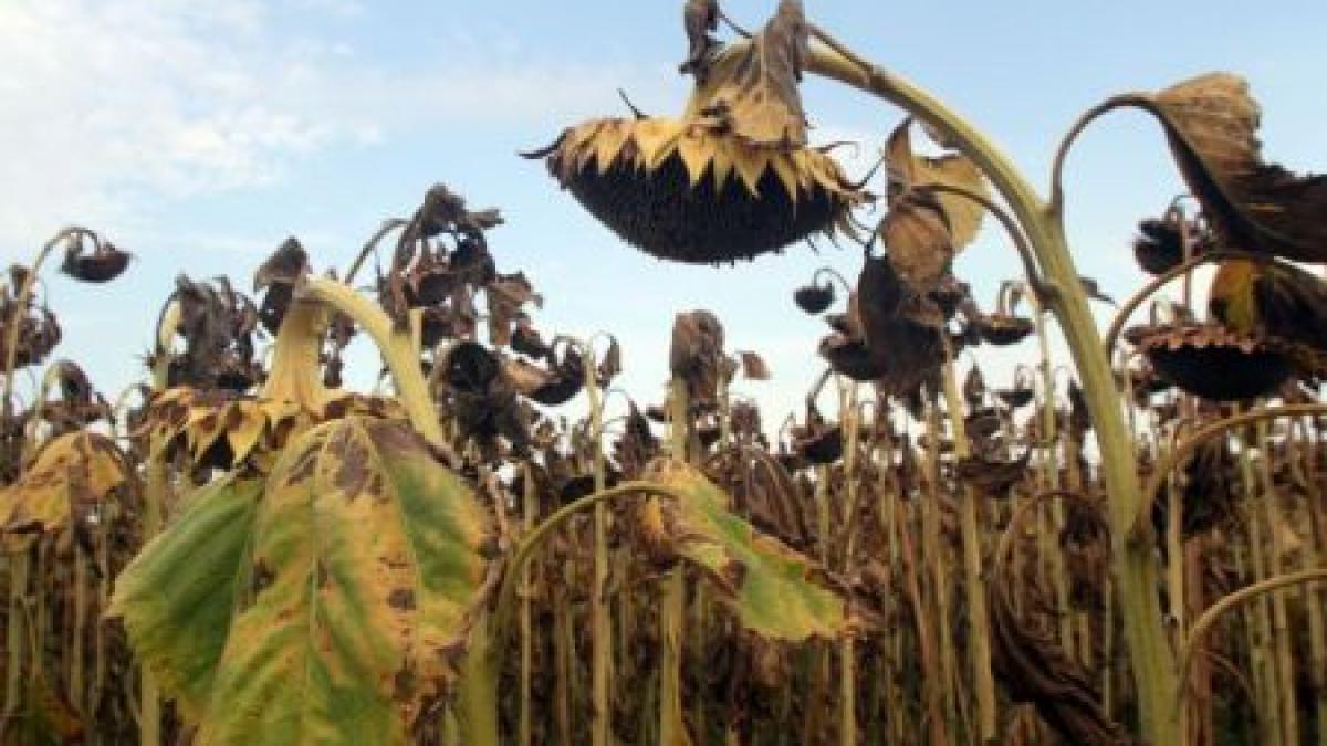 efectele devastatoare ale caniculei de la noi din tara in presa internationala reportaj reuters